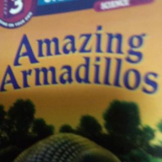 Amazing Armadillos