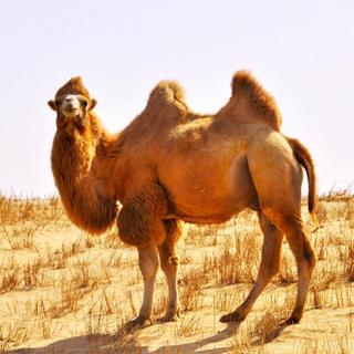 125.驼兄驼弟之骆驼