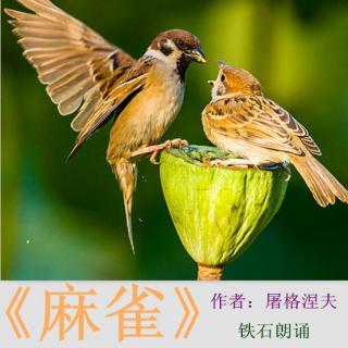 《麻雀》作者:屠格涅夫 ;铁石朗诵(2)