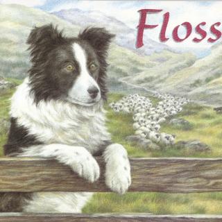 Floss-一只柯莉牧羊犬的足球梦