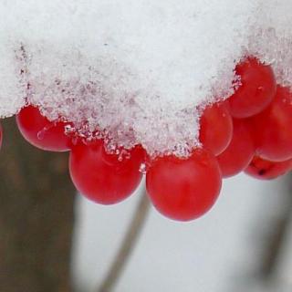 北方的雪（诵读：临风）