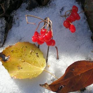 素心若雪，云淡风轻