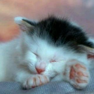 爱睡觉的小猫