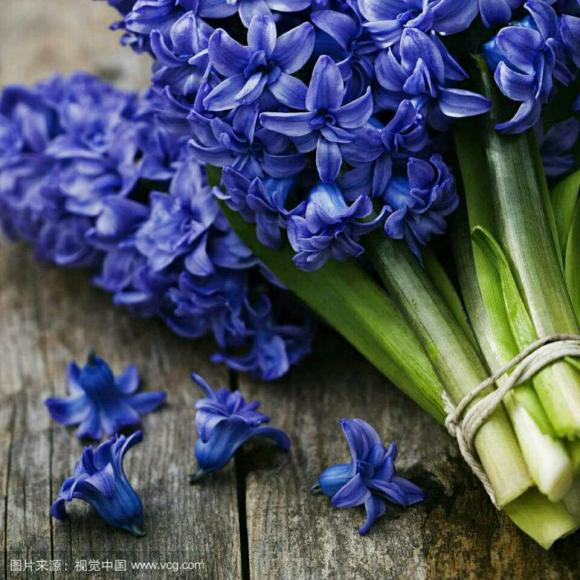 预言精灵～七头千手怪(细读)