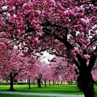 一颗开花的树 席慕容 《七里香》