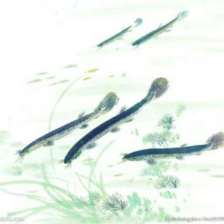 小小的泥鳅   作者海燕