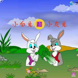 《小白兔和小灰兔》