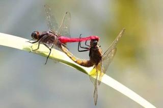 科普故事5:世界上眼睛最多的动物蜻蜓