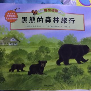 黑熊的森林旅行