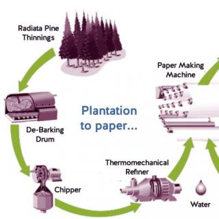 DI 45 plantation to paper