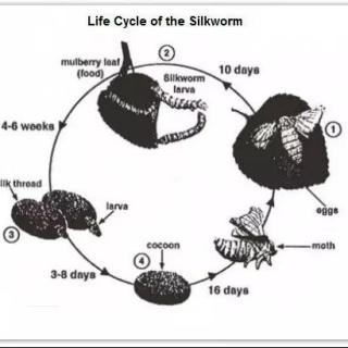 DI 43 the life cycle of a silkworm with five stages
