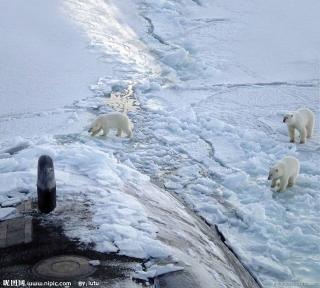 小北极熊和潜水艇