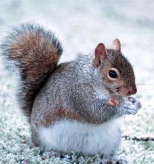 松鼠的尾巴像一把伞