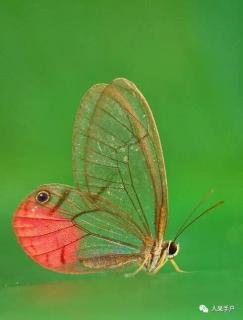 科普故事10：世界九大最透明生物之一透翅蝶