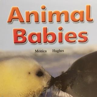 Coco夜读 Day107 2017最后一期 Animal Babies