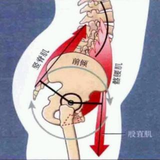吴海翔分享：臀肌在腰背痛及下肢痛中的具体运用