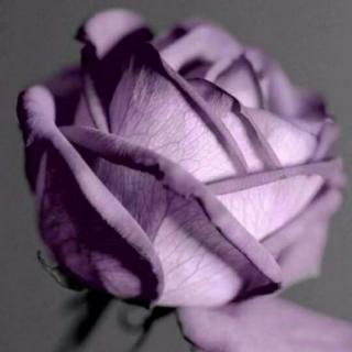 25朵紫玫瑰