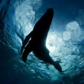 大海里鲸鱼的声音