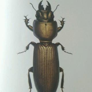 大头黑步甲虫的别名图片
