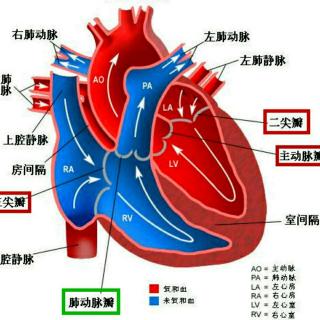 右心室解剖图图片