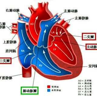 心脏 右心室，左心房，左心室