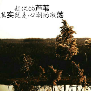 《芦苇》午夜聆听