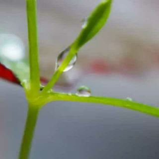 446 散文《聆听春天的雨声》作者：烟雨苍茫  朗读：萧晗