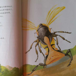 昆虫记干泥蜂图片图片