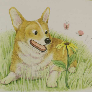 花儿卷《板凳狗🐶和他的一朵小黄花🌸》