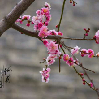 中村的梅花