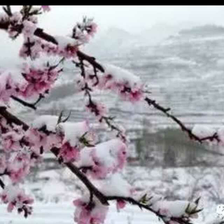 我喜欢一片雪花飘落的样子（杨自莹）