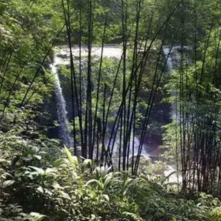 475 散文《竹林听雨》作者：佚名  朗读：萧晗