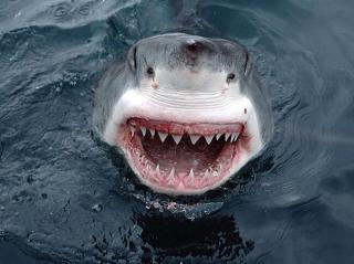 科普故事14:吐出自己胃的鲨鱼