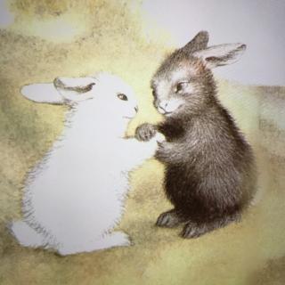 糖果老师的睡前故事—《黑兔和白兔》