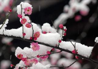 《雪花短暂，却干干净净》作者柳歌