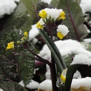 004期：洪山菜苔（普）