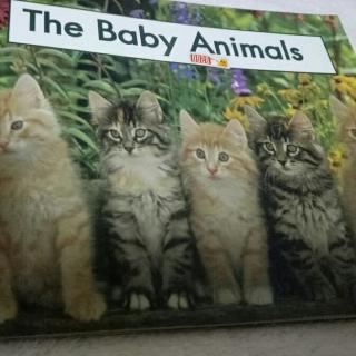 the  Baby  Animals