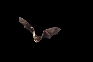 动物世界大百科@会飞的哺乳动物-蝙蝠