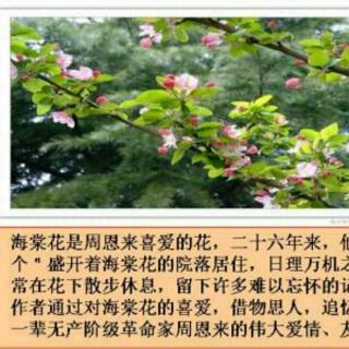 《西花厅的海棠花开了》作者:邓颖超