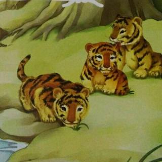 《小动物成长日记》――小老虎🐯长大了