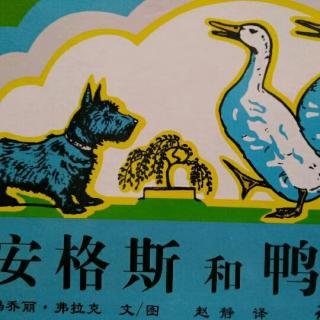 安格斯和鸭子