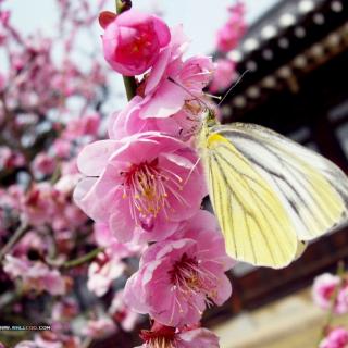 《桃花雨》——吕孟申