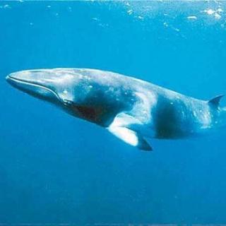 鲸鱼