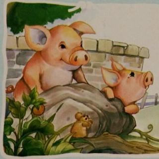 《小动物成长日记》――聪明的猪🐷宝宝