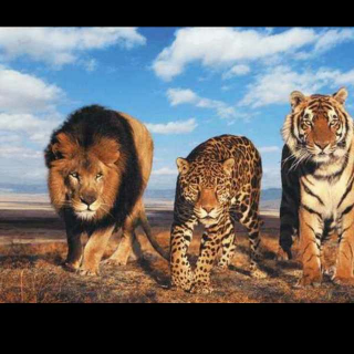 狮子和老虎
