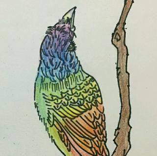 珍珠鸟简笔画带颜色图片