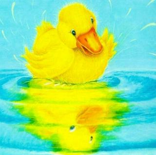 小小鸭子学游泳