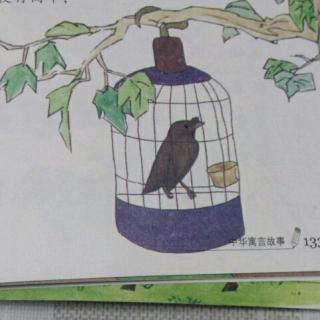 八哥学舌内容图片