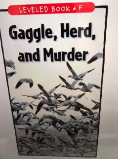 20180114 Gaggle，herd，and murder