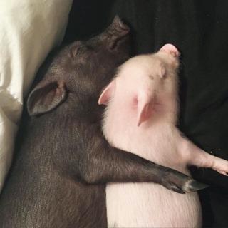 两头猪的故事